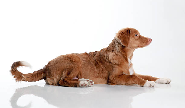 istock Nova Scotia Duck Tolling Retriever 178632778