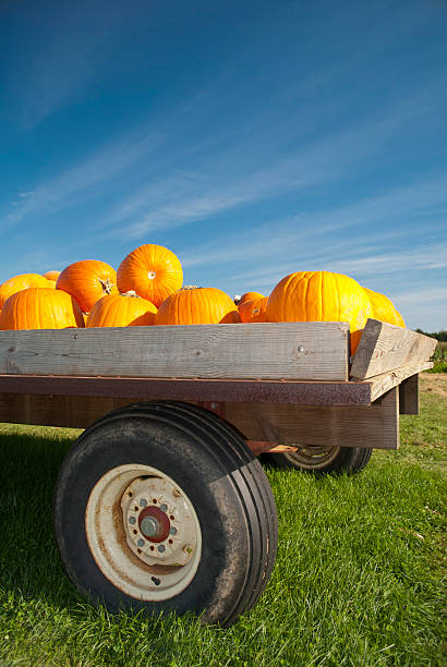 istock Pupkin in a truck 178632788