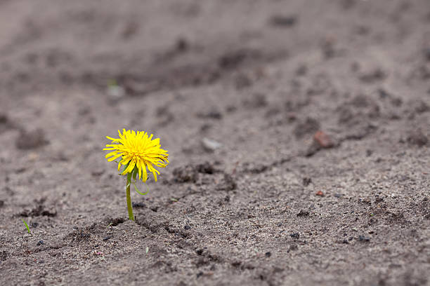 istock A growing yellow flower sprout on a sandy soil 178632896