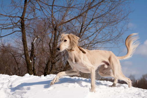 A standing white saluki on snow under blue sky.