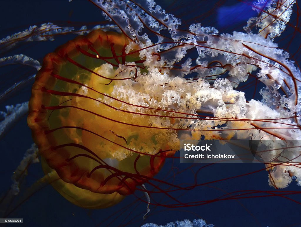 Pacific Sea Nettles Pacific Sea Nettles (Chrysaora fuscescens) Animal Stock Photo