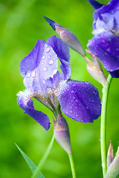 blue iris flower stock photo