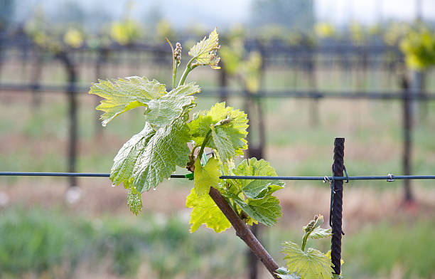 istock VineGrape detail with vine yard background 178633454