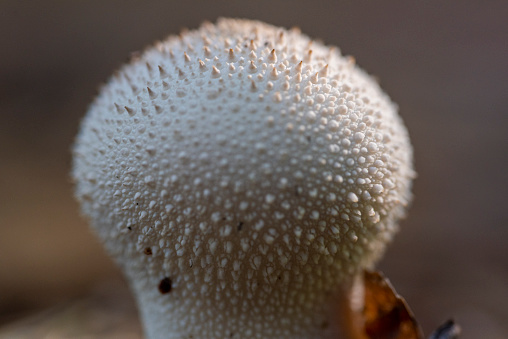 Agaricus Bisporus - Button Mushroom, Farm Grown Harvest