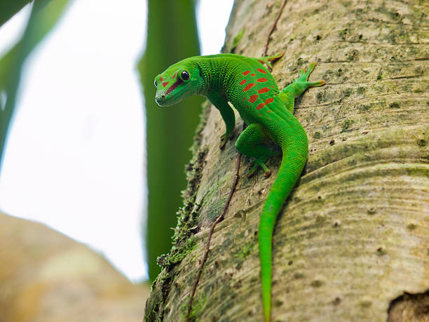 istock Bright green Madagascar Day Gecko sitting on tree trunk 178633491