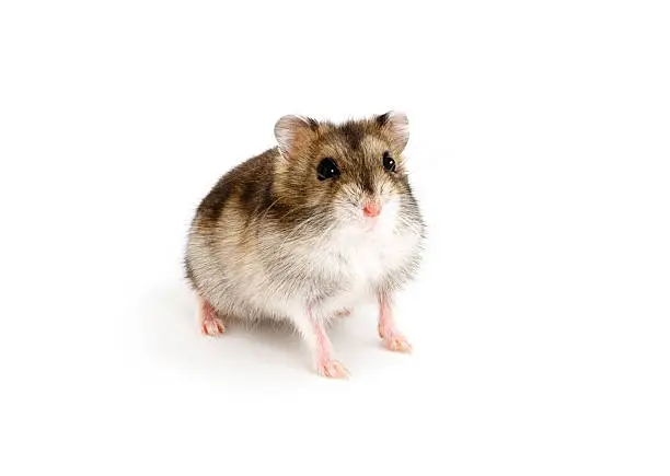 Dwarf hamster (Phodopus sungorus) against a white background