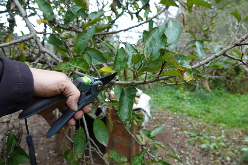 man holding pruning shears for pruning autumn fruit trees. pruning apple tree in fruit orchard.