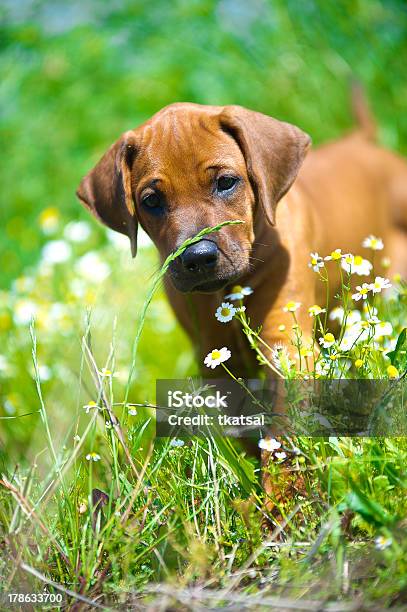 Rhodesian Ridgeback Puppy In A Field Stock Photo - Download Image Now - Agricultural Field, Animal, Animal Body Part