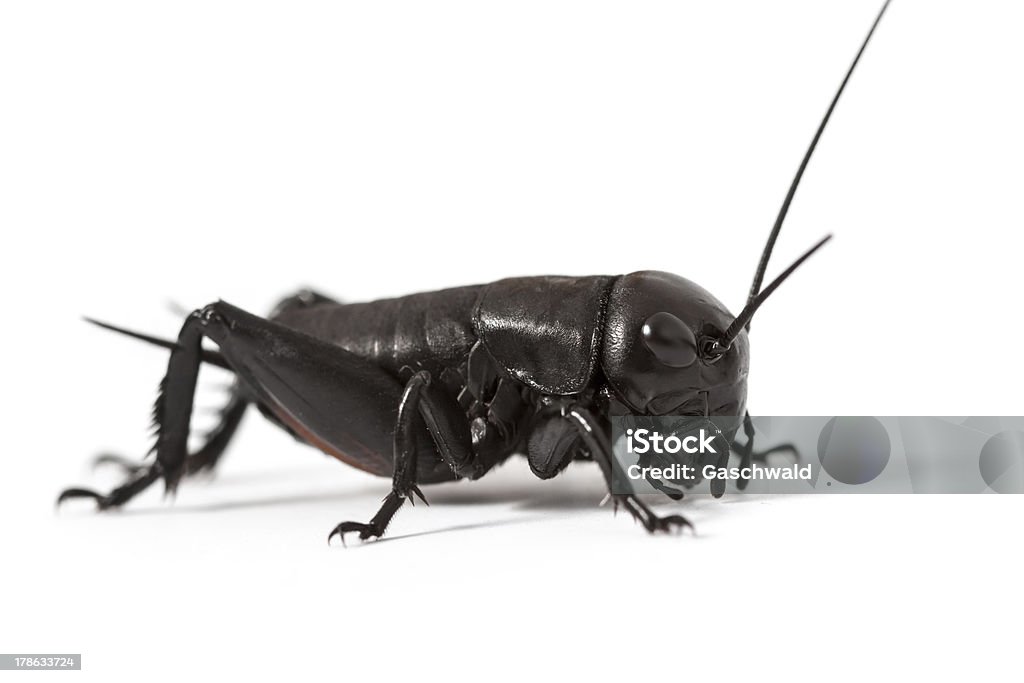 Cricket isolated on white Black cricket isolated on white background. Black Color Stock Photo
