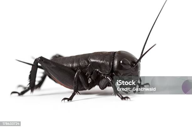 Cricket Isolated On White Stock Photo - Download Image Now - Black Color, Cricket - Insect, Animal