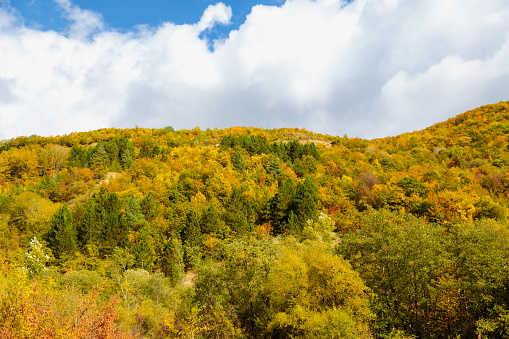 Warm autumn in the mountains covered with bright autumn trees. Colorful landscape