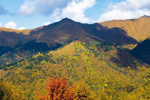 Sunny autumn in the mountains covered with bright colorful trees. Colorful landscape