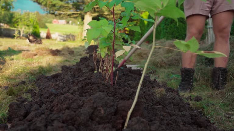 Gardener Raking Soil On Raspberry And Apple Tree Seedlings. closeup