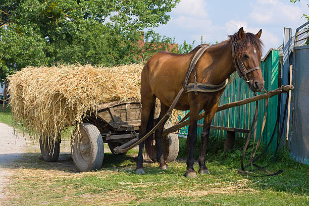 istock Horse with a cart loaded hay 178633809