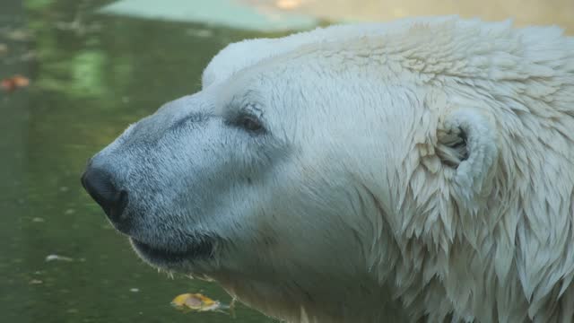 Close-up, the polar bear is the largest member of the bear family