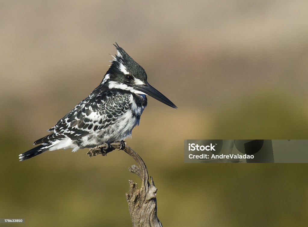 Really nice image of a Pied Kingfisher Really nice image of a Pied Kingfisher perched against a super background Africa Stock Photo