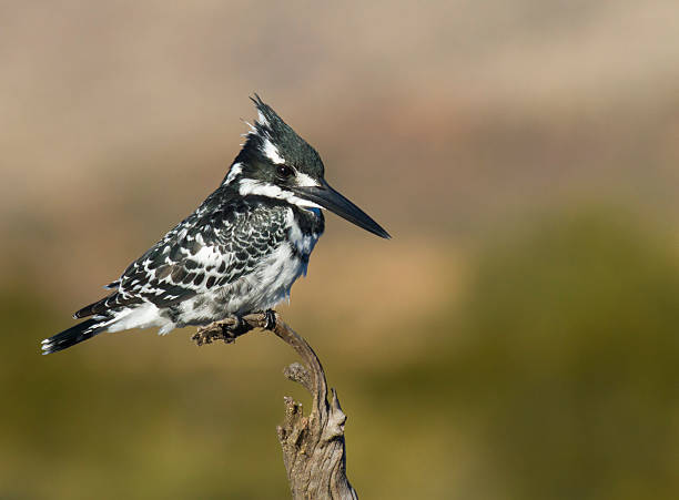 Really nice image of a Pied Kingfisher stock photo