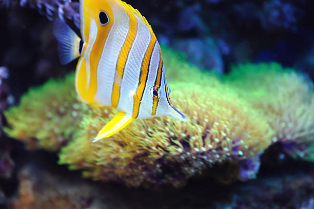 istock Tropical fish chelmon rostratus 178633903