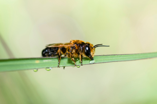 leaf-cutting bees or Megachilidae macro