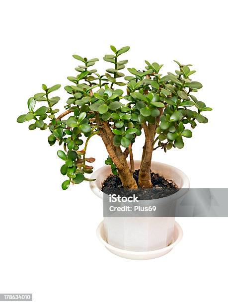 Houseplant Money Tree Crassula Stock Photo - Download Image Now - Bonsai Tree, Bush, Crassula