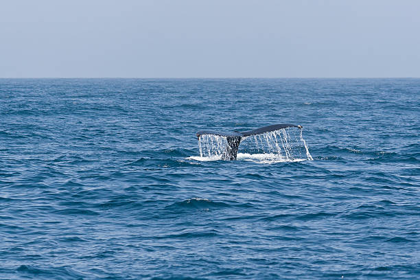 istock Humpback whale tail in the Pacific ocean. 178634065