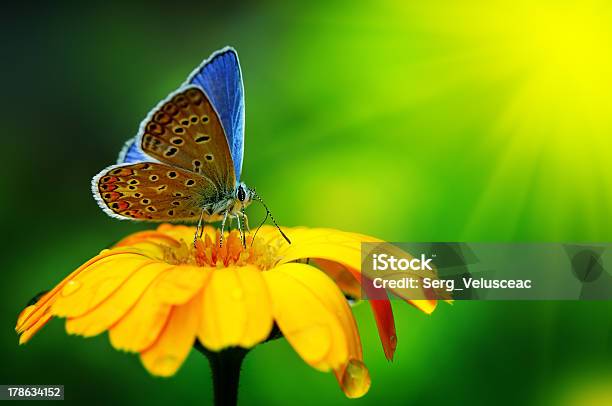 Photo libre de droit de Papillon Bleu banque d'images et plus d'images libres de droit de Aile d'animal - Aile d'animal, Animaux à l'état sauvage, Arbre en fleurs