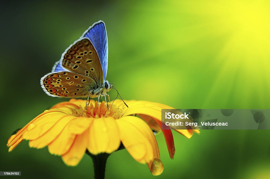 Borboleta azul - Royalty-free Amarelo Foto de stock