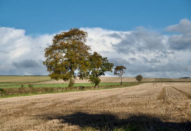 istock Landscape East Yorkshire. 1786342312