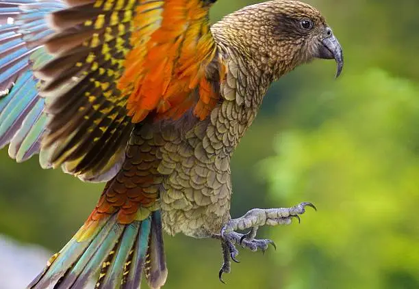 "WIld New Zealand mountain parrot, the Kea flying with claws out showing beautiful underwing colors."