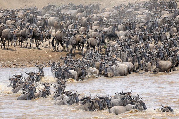 gnu - wildebeest - fotografias e filmes do acervo