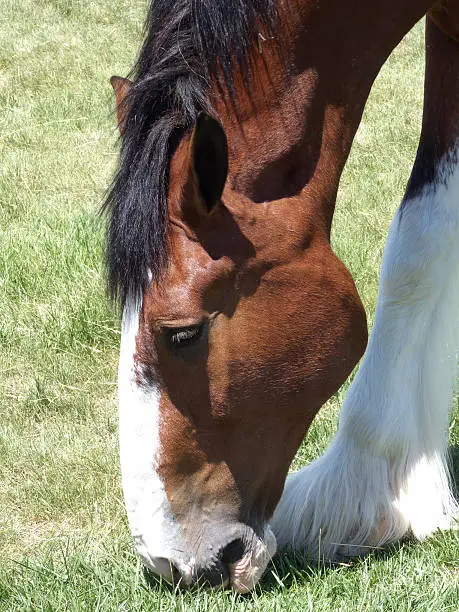 Beautiful Clydesdale grazing in a field of grass