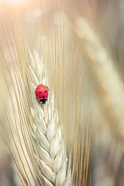 Photo of Ladybug on a spike