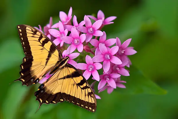 Photo of Tiger Swallowtail butterfly on pink flowers