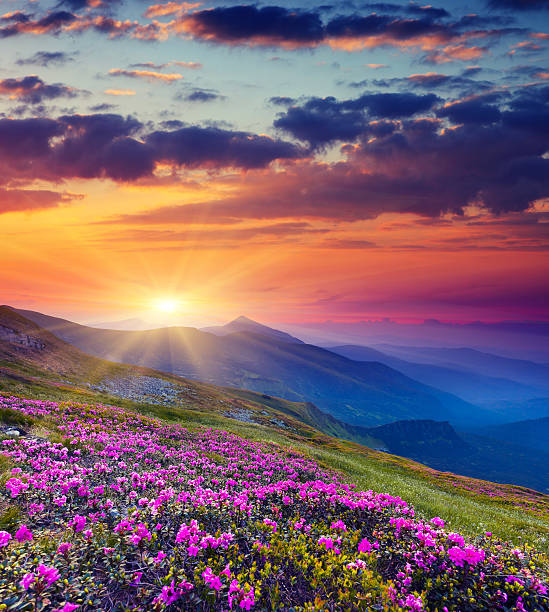 mountain landscape Magic pink rhododendron flowers on summer mountain heather photos stock pictures, royalty-free photos & images