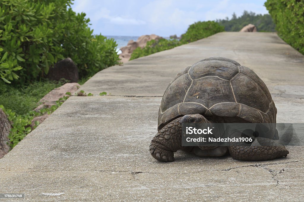 Turtle on road "Giant turtle on road in la Digue island, Seychelles" Amphibian Stock Photo