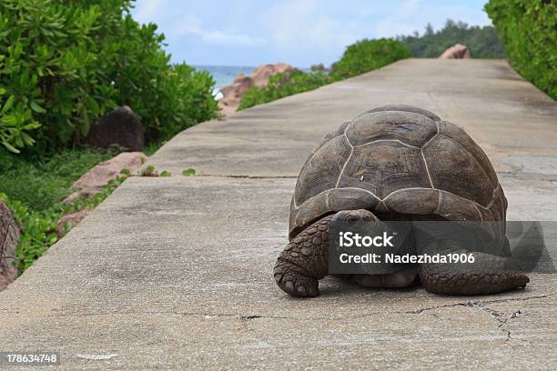Turtle On Road Stock Photo - Download Image Now - Amphibian, Animal, Animal Themes