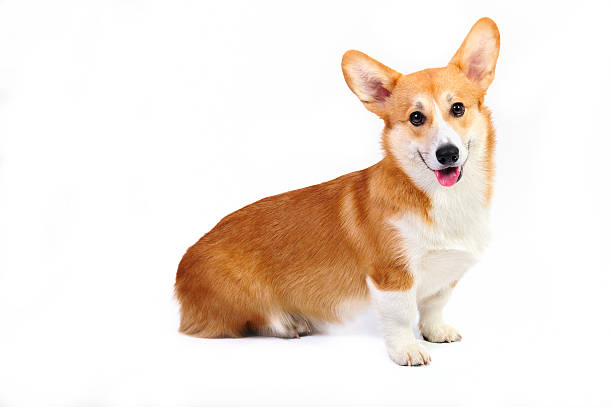 Welsh corgie pembroke Welsh corgie pembroke dog in studio happy corgi stock pictures, royalty-free photos & images