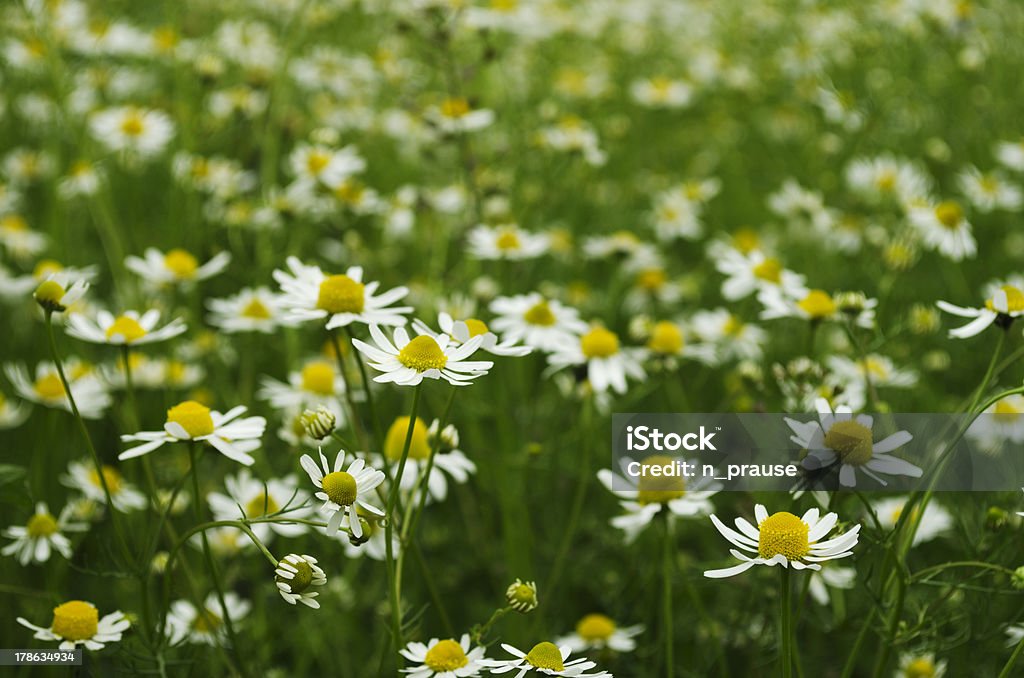 Campo di camomilla - Foto stock royalty-free di Ambientazione esterna