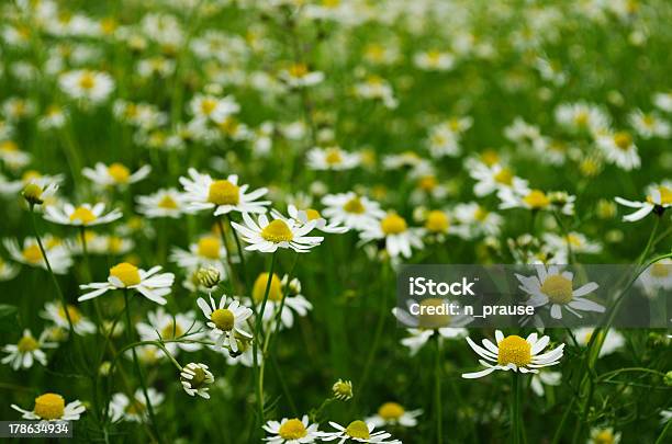 Campo Di Camomilla - Fotografie stock e altre immagini di Ambientazione esterna - Ambientazione esterna, Bellezza, Camomilla