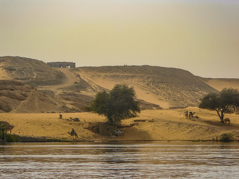 A built structure atop the hill and camels being ridden and taken care off along the riverbank of the Nile River in Egypt. Taken during a Nile cruise.