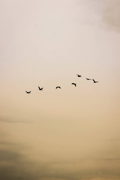 Flock of birds flying over Lake Ontario by Ward's Island (Toronto Islands).
