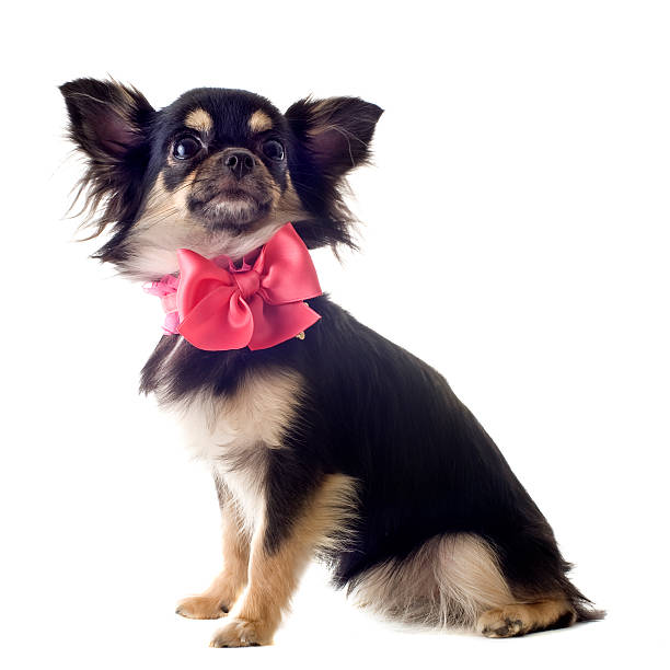 istock puppy chihuahua 178635068