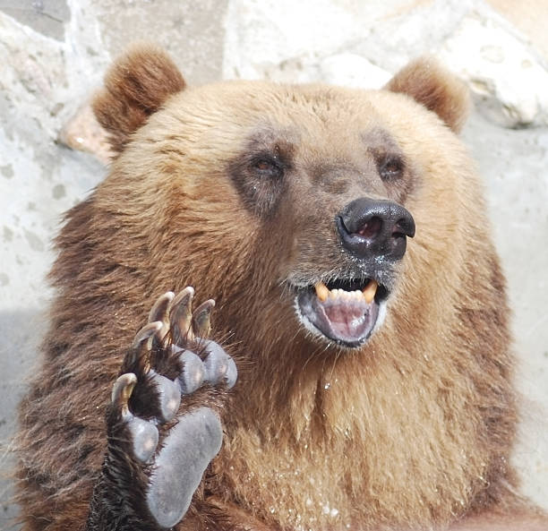 istock The brown bear welcomes with a paw 178635161