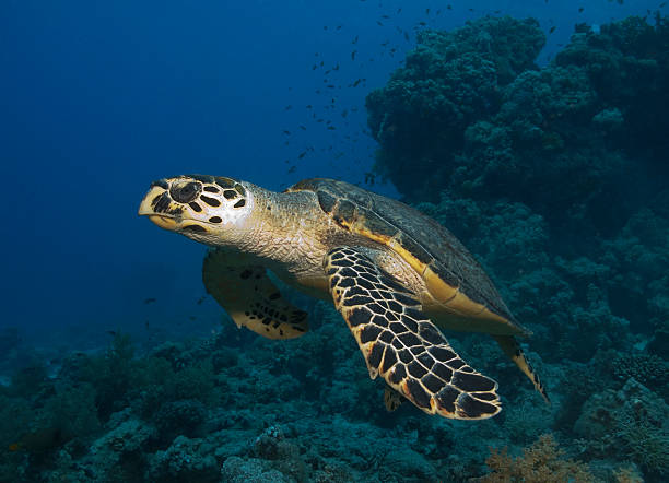 Tartaruga in Mar Rosso - foto stock
