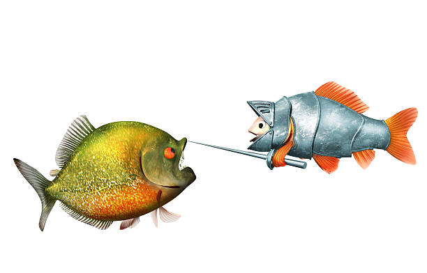 goldfish knight and piranha, duel concept "goldfish knight and piranha isolated on white, 3d with work-path" orange piranha stock pictures, royalty-free photos & images