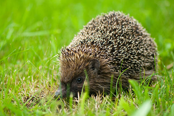 istock Hedgehog - Erinaceus europaeus 178635377
