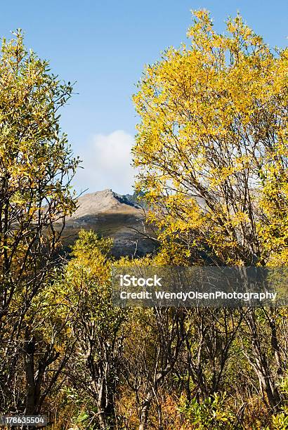 Golden Jesienią Drzewa - zdjęcia stockowe i więcej obrazów Bez ludzi - Bez ludzi, Drzewo, Fotografika