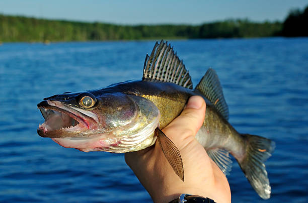 월아이 보유 - sky large fish tail bass 뉴스 사진 이미지