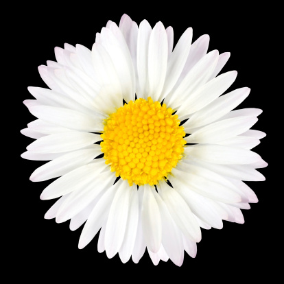 Daisy Flower Isolated on Black Background - White with Yellow CenterPlease see similar images in my lightboxes: