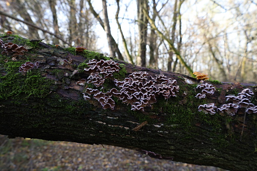 Autumn forest atmosphere, moss covered tree